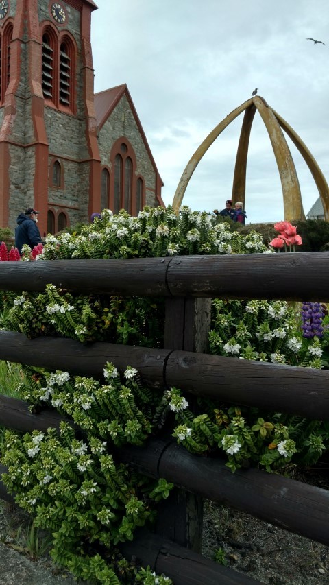 Veronica elliptica plantplacesimage20151228_131654.jpg