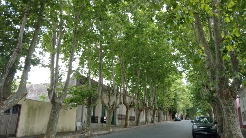 Platanus x acerifolia plantplacesimage20160101_101336.jpg