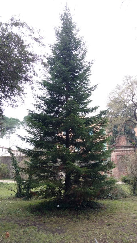 Abies cephalonica plantplacesimage20160123_125358.jpg