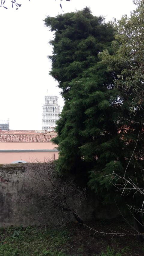 Cupressus lusitanica plantplacesimage20160123_130559.jpg