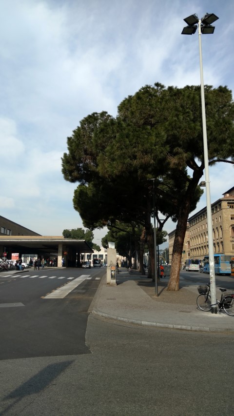 Pinus nigra plantplacesimage20160124_120453.jpg