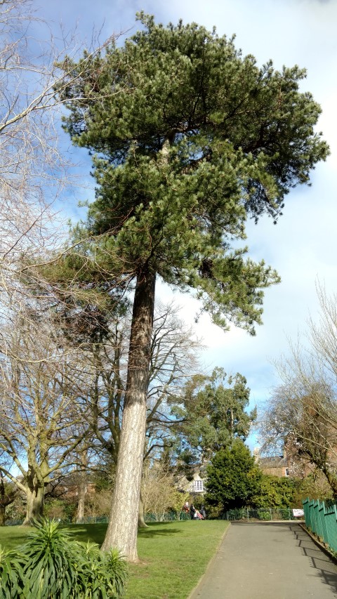 Pinus nigra plantplacesimage20160305_131012.jpg