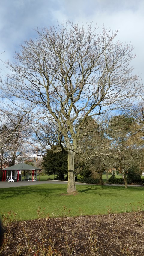Ailanthus altissima plantplacesimage20160305_131802.jpg
