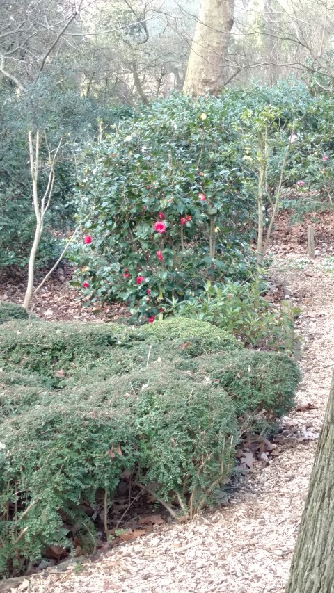 Camellia japonica plantplacesimage20160312_131300.jpg