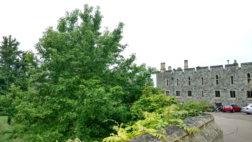 Liquidambar styraciflua plantplacesimage20160604_102907.jpg