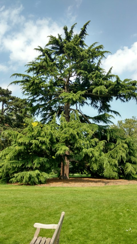 Cedrus deodara plantplacesimage20160605_142337.jpg