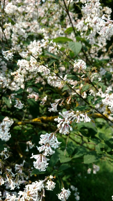 Syringa tomentella plantplacesimage20160605_142916.jpg