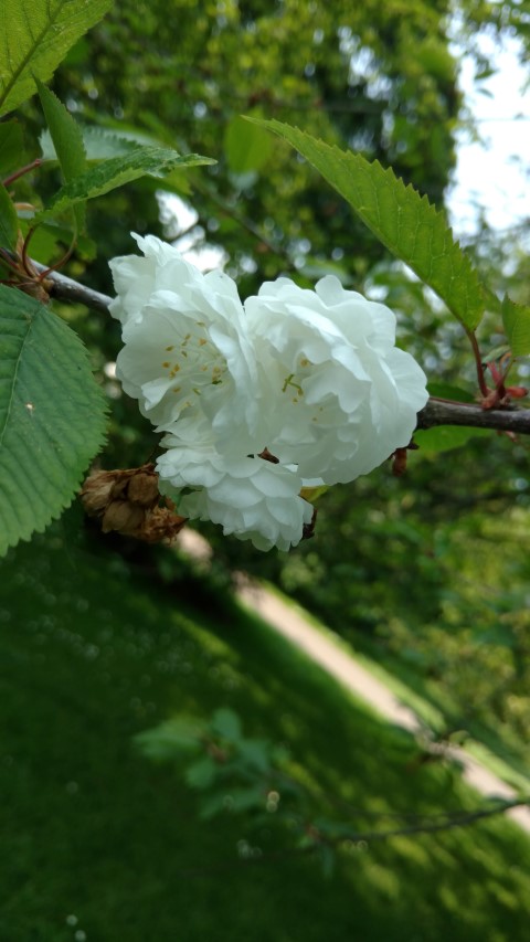 Prunus avium plantplacesimage20160605_150001.jpg