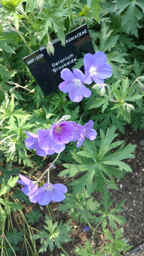 Geranium plantplacesimage20160605_152748.jpg
