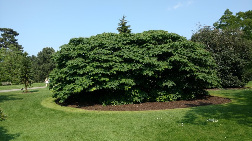 Aesculus parviflora plantplacesimage20160605_153302.jpg