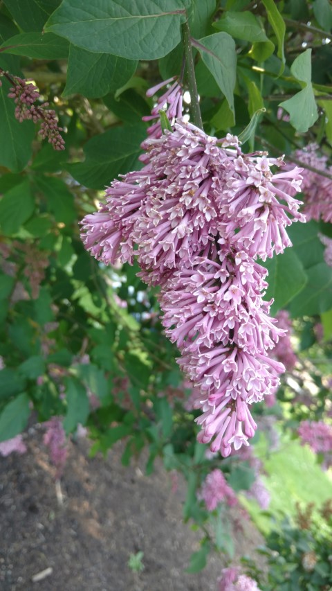 Syringa prestoniae plantplacesimage20160605_161819.jpg