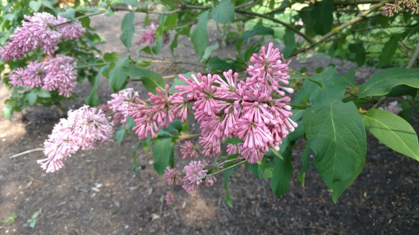 Syringa prestoniae plantplacesimage20160605_161858.jpg