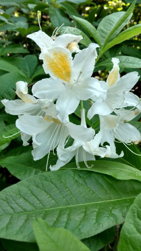 Rhododendron occidentale plantplacesimage20160605_164901.jpg