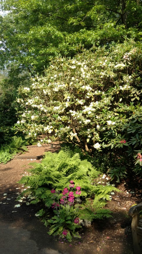 Rhododendron spp plantplacesimage20160605_165355.jpg