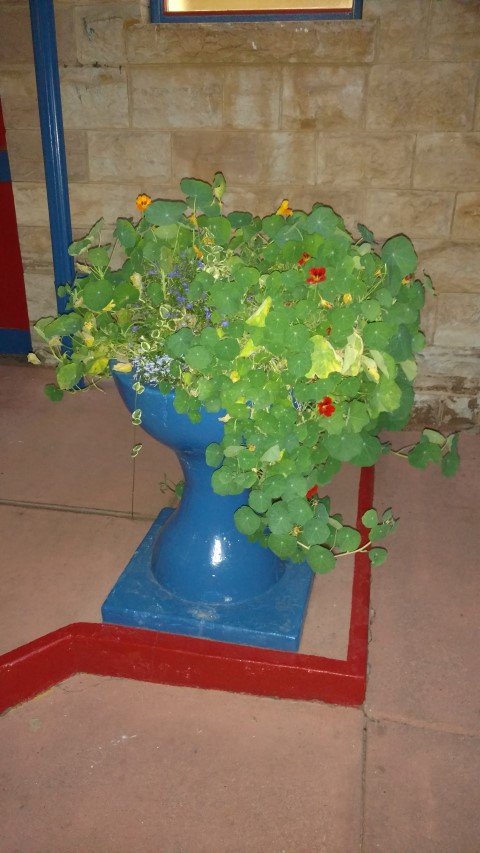 Tropaeolum spp plantplacesimage20160624_203937.jpg