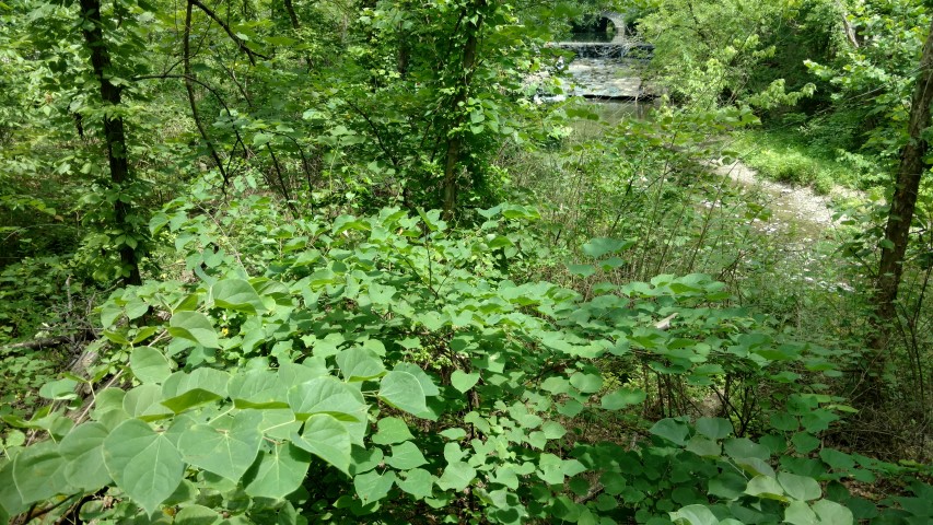 Cercis canadensis plantplacesimage20160717_144214.jpg