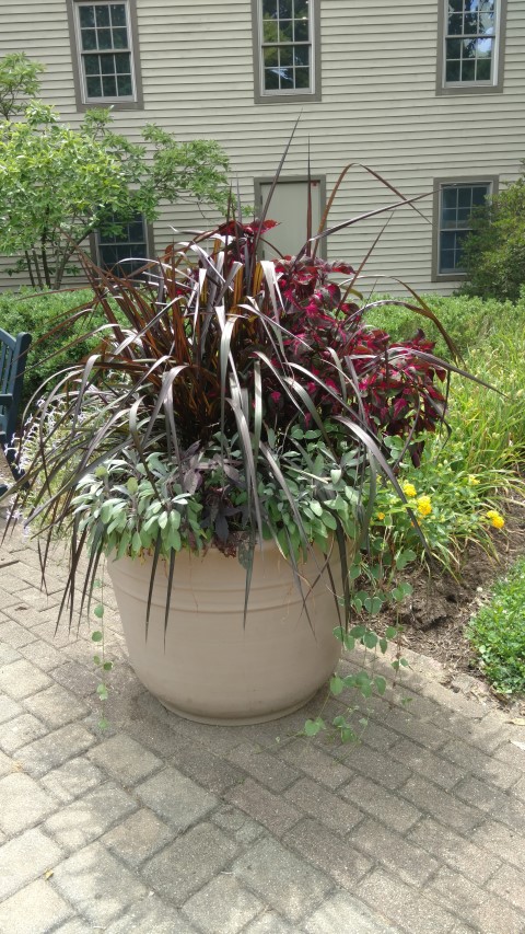 Salvia officinalis plantplacesimage20160717_144921.jpg