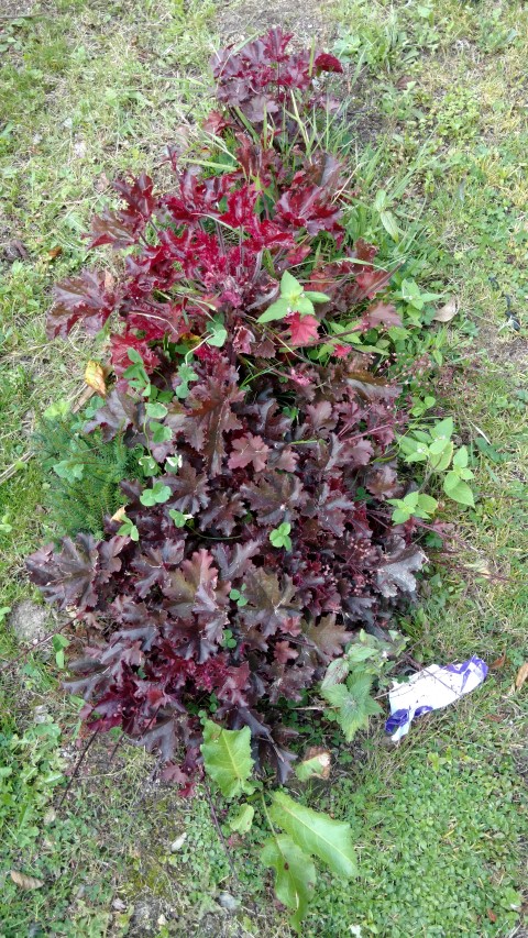 Heuchera sanguinea plantplacesimage20160806_162217.jpg