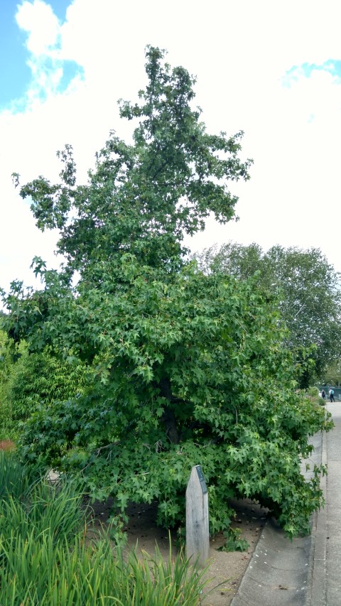 Liquidambar styraciflua plantplacesimage20160813_153222.jpg