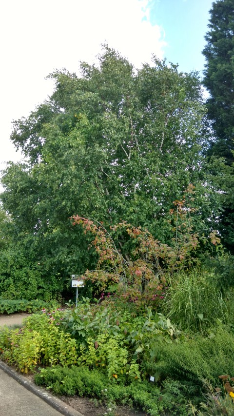 Betula papyrifera plantplacesimage20160813_153338.jpg
