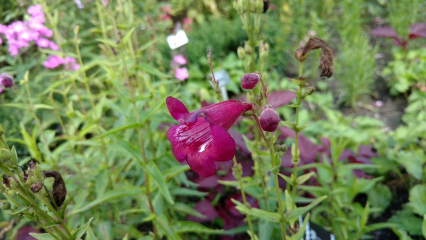 Penstemon spp plantplacesimage20160813_155053.jpg