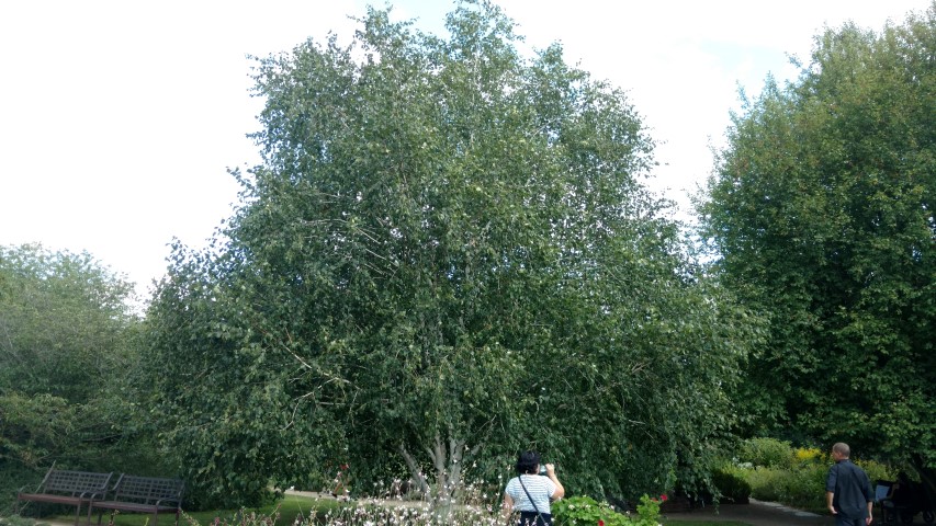 Betula jacquemontii plantplacesimage20160813_160112.jpg