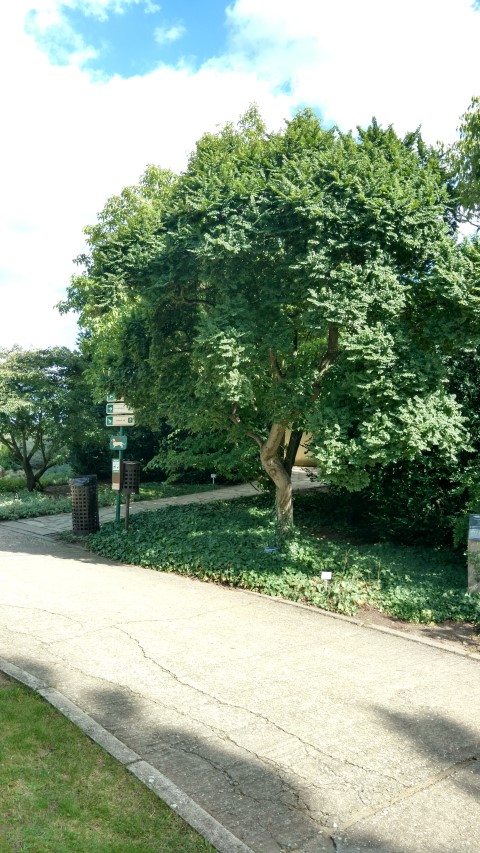 Ulmus x elegantissima plantplacesimage20160813_162508.jpg