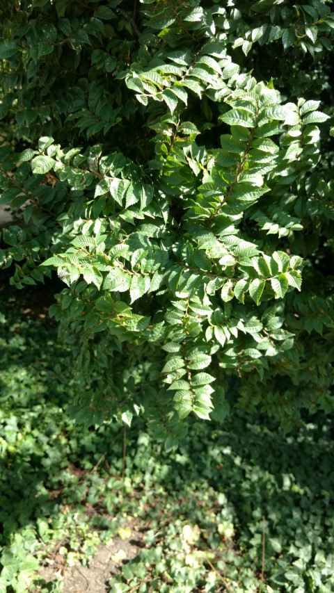 Ulmus x elegantissima plantplacesimage20160813_162523.jpg