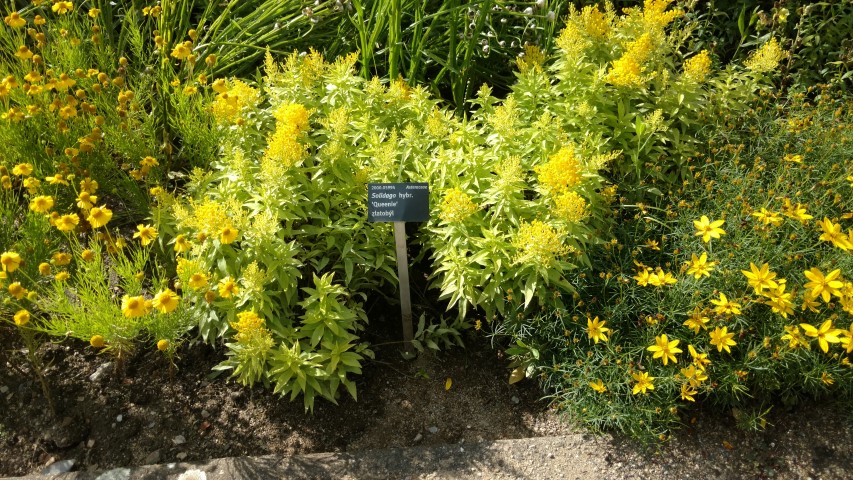 Solidago hybrid plantplacesimage20160813_163039.jpg
