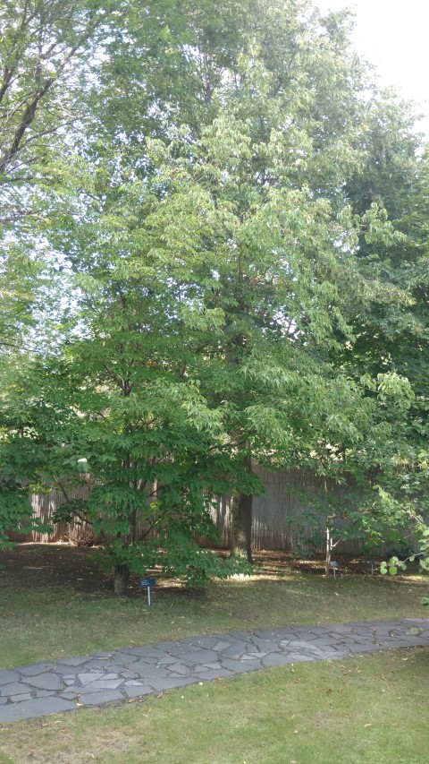 Cornus kousa plantplacesimage20160813_172529.jpg