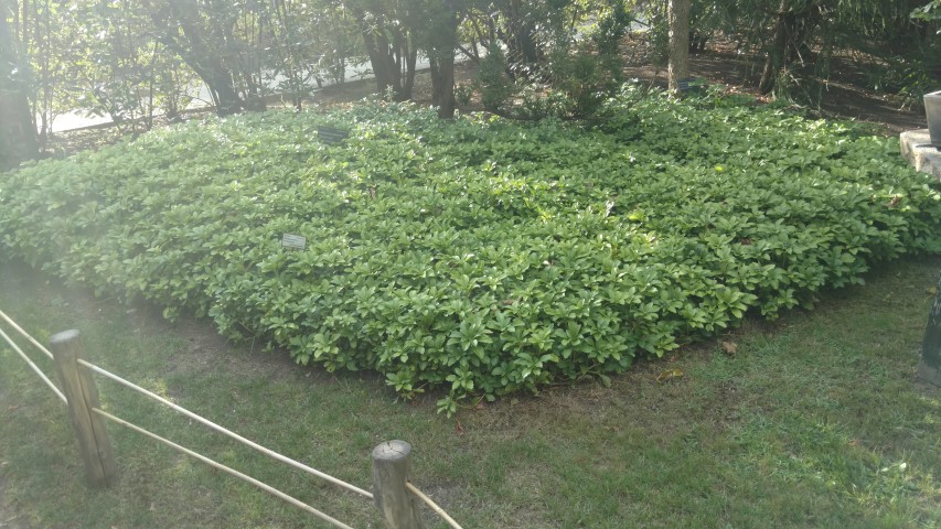 Pachysandra terminalis plantplacesimage20160813_173002.jpg