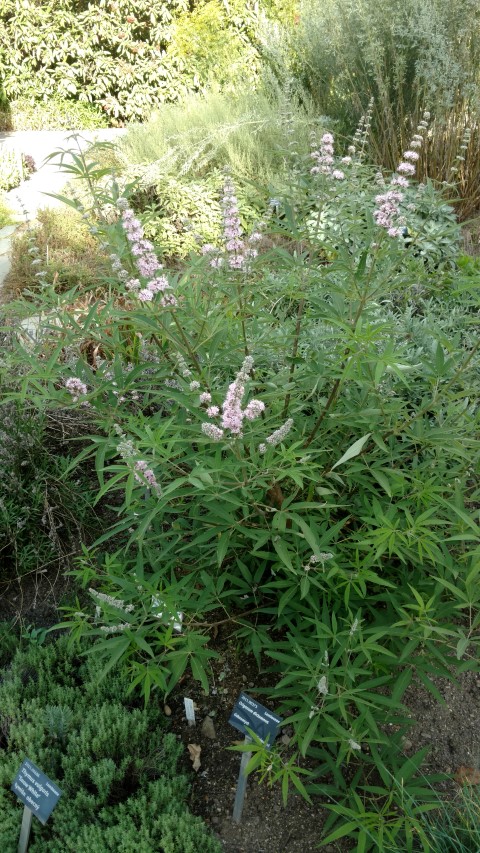 Vitex agnus-castus plantplacesimage20160813_173108.jpg