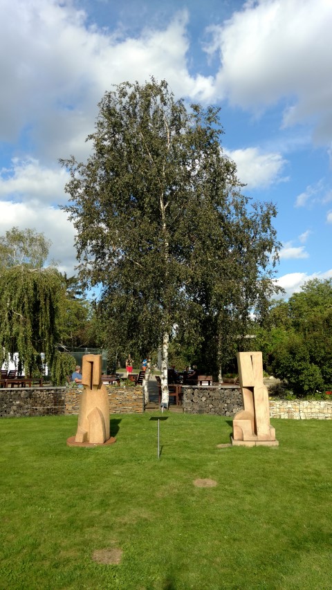 Betula pendula plantplacesimage20160813_173627.jpg