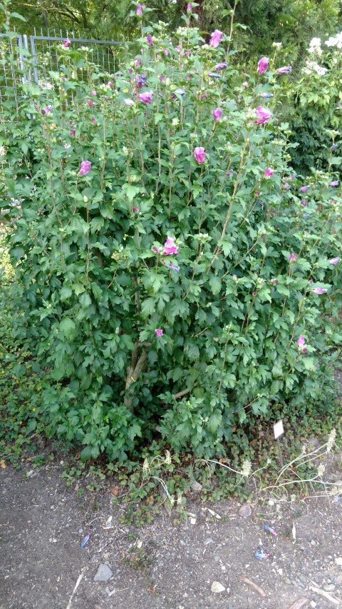 Hibiscus syriacus plantplacesimage20160813_174022.jpg