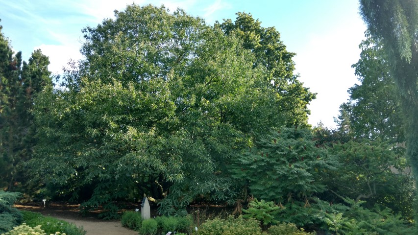 Castanea sativa plantplacesimage20160813_175924.jpg