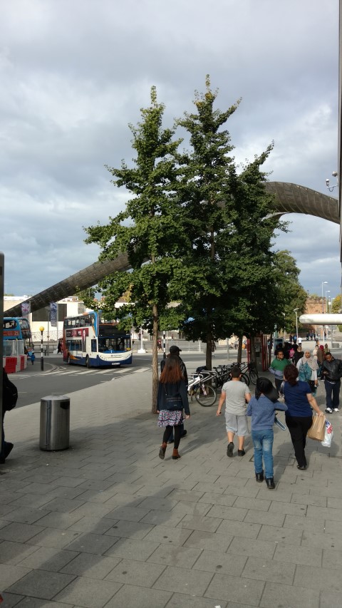 Ginkgo biloba plantplacesimage20161009_151739.jpg