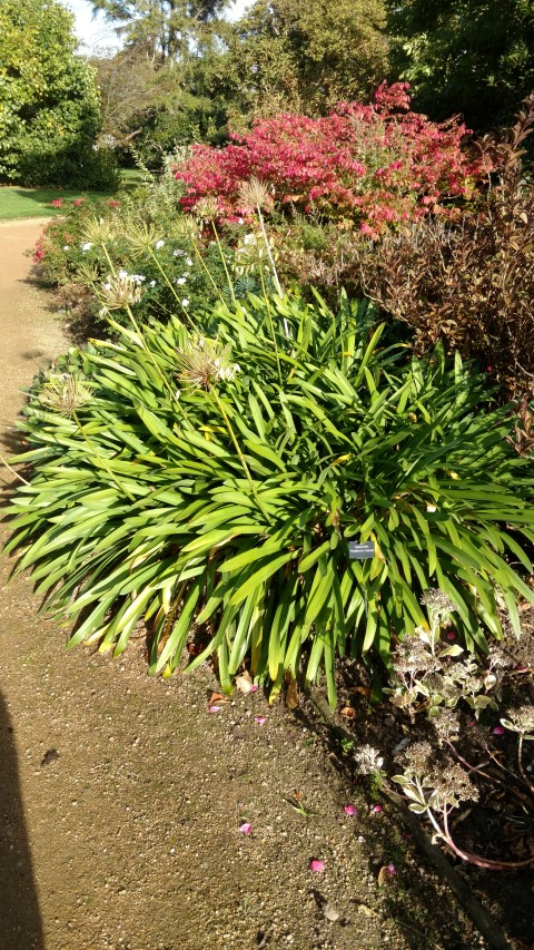 Agapanthus  plantplacesimage20161015_152939.jpg