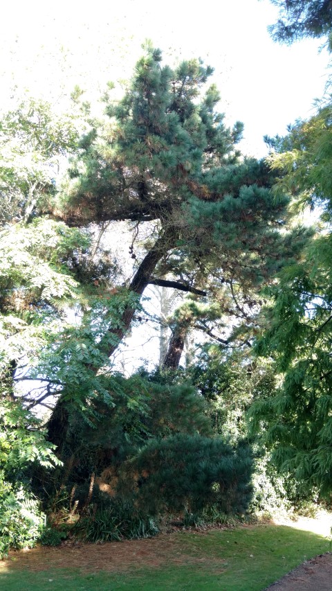 Pinus radiata plantplacesimage20161016_104916.jpg