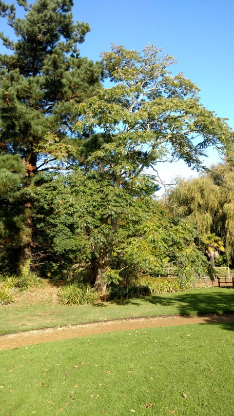 Ailanthus altissima plantplacesimage20161016_105841.jpg