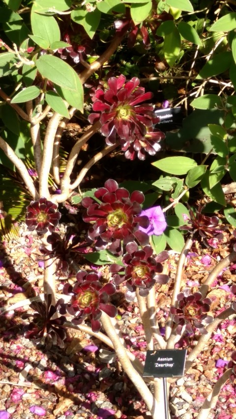 Aeonium  plantplacesimage20161016_121632.jpg