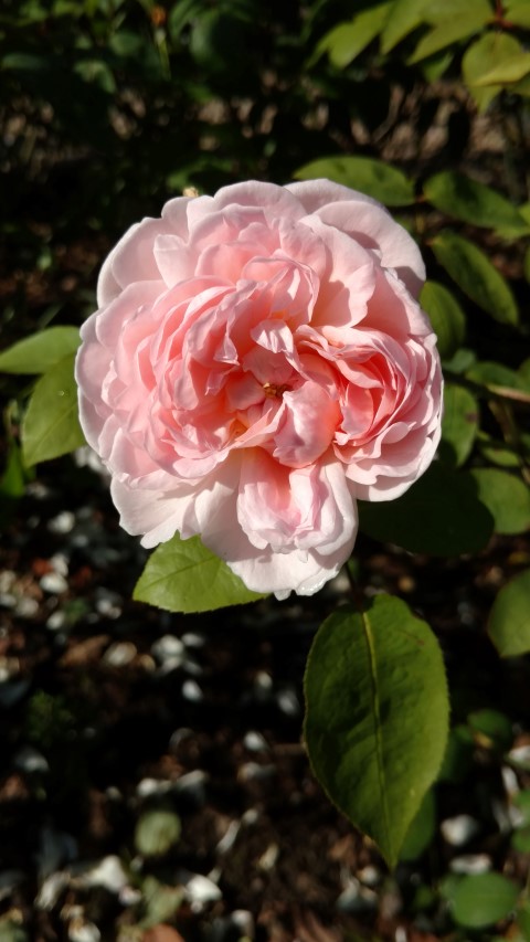 Rosa spp plantplacesimage20161016_123306.jpg