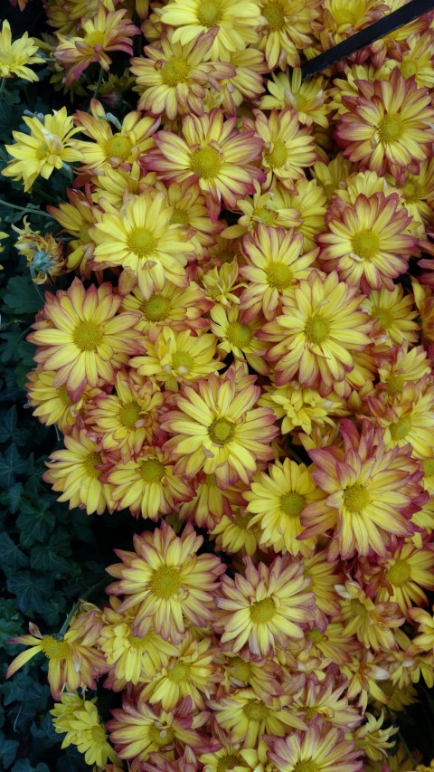 Glebionis coronarium plantplacesimage20161105_125433.jpg