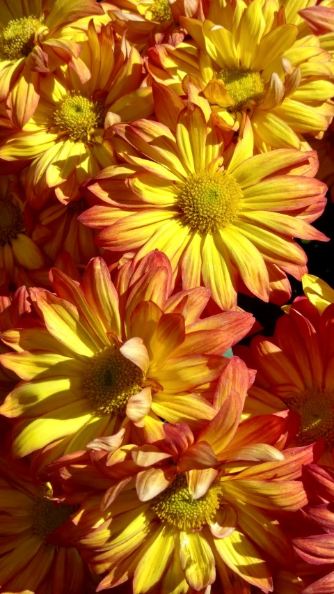 Glebionis coronarium plantplacesimage20161105_125502.jpg