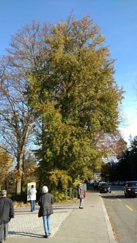 Liquidambar orientalis plantplacesimage20161120_123332.jpg