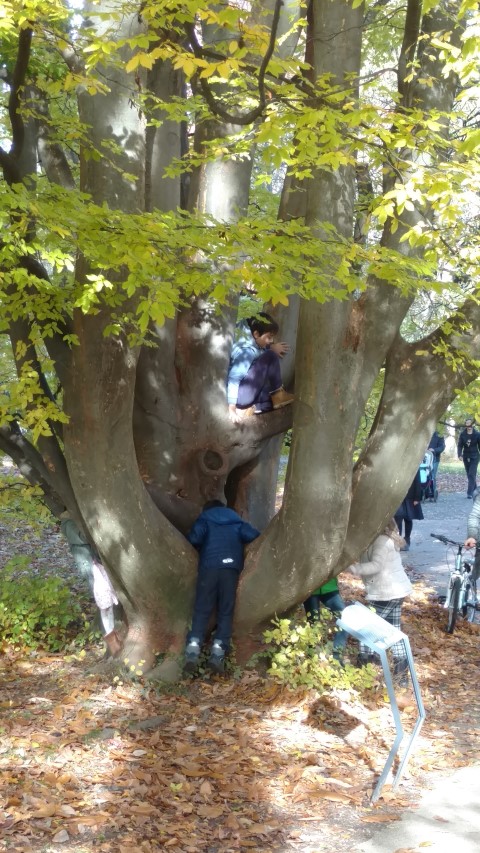 Zelkova carpinifolia plantplacesimage20161120_125702.jpg