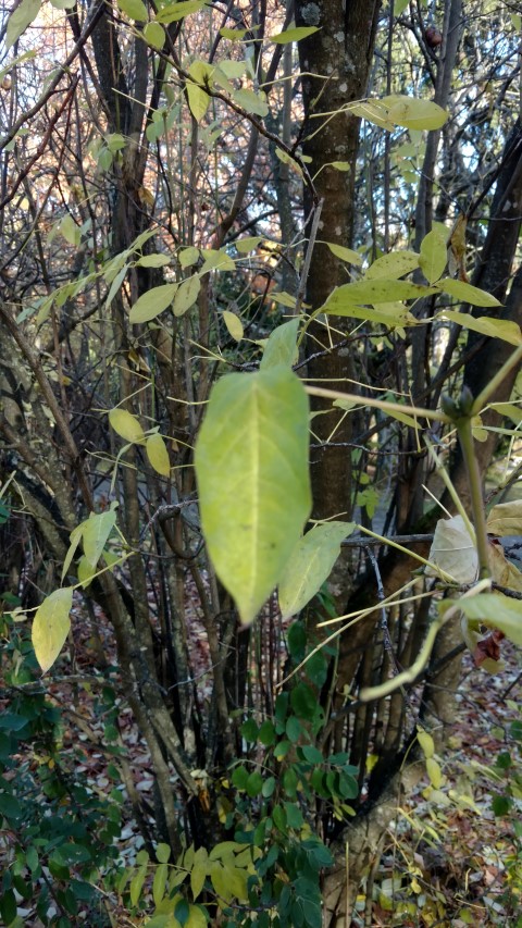Staphylea pinnata plantplacesimage20161120_131602.jpg
