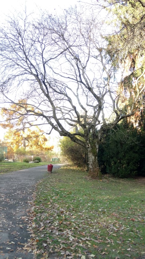 Fraxinus ornus plantplacesimage20161120_132457.jpg