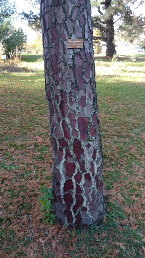 Pinus pinaster plantplacesimage20161120_132946.jpg