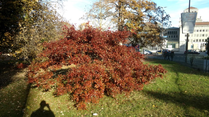 Quercus buckleyi plantplacesimage20161120_135911.jpg
