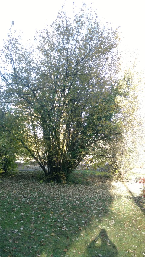 Corylus avellana plantplacesimage20161120_140000.jpg